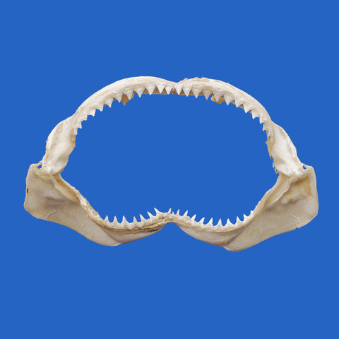 bull shark jaws for sale