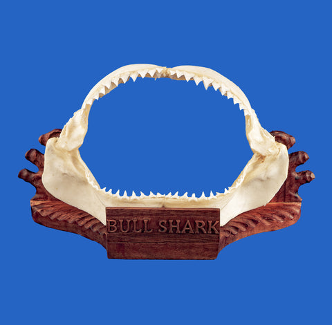 bull shark jaws display