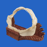 buy shark jaws display bull shark