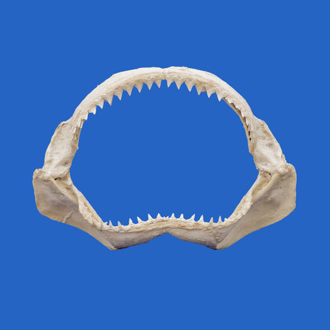 buy large shark jaws