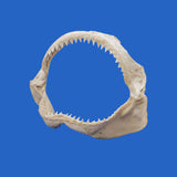 bull shark jaws large