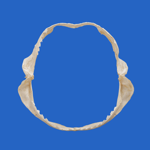 buy bramble shark jaws