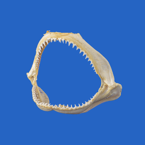 Blacktip shark jaws for sale