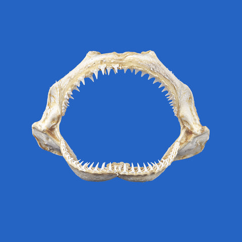 blacktip shark jaw