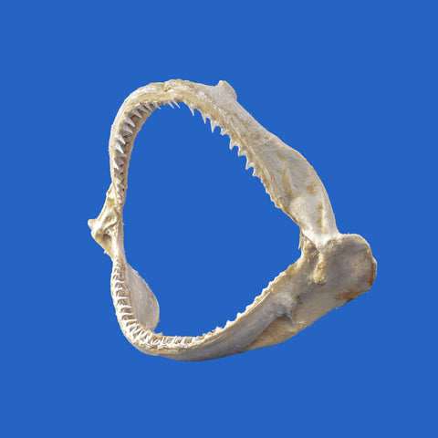 Blacktip shark jaws