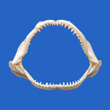 shark jaws for sale