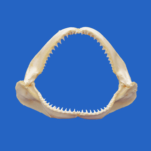 unique present for hunter fisherman real shark jaws