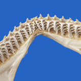 shark jaws and shark teeth online