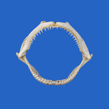 buy large blacktip shark jaws