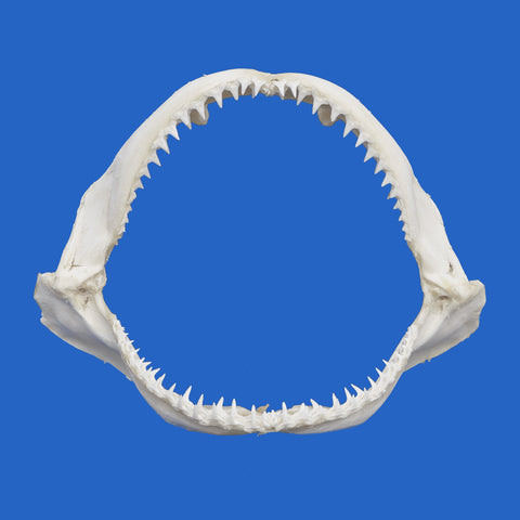 Blacktip shark jaws gift for Father’s Day – authentic preserved display piece