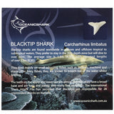 Blacktip shark tooth educational card