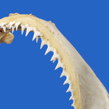 shark jaws and teeth