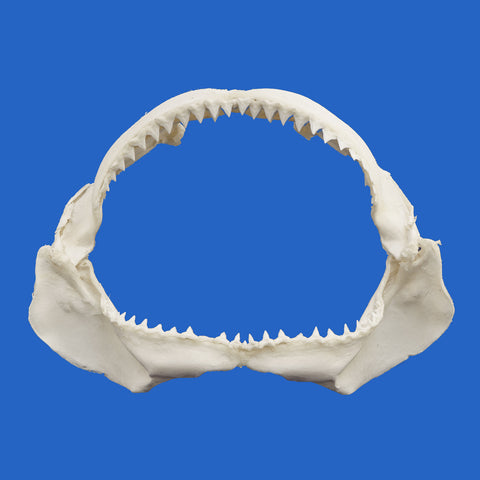 bull shark jaws for sale