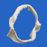 Bull shark jaw with sharp teeth on a blue background