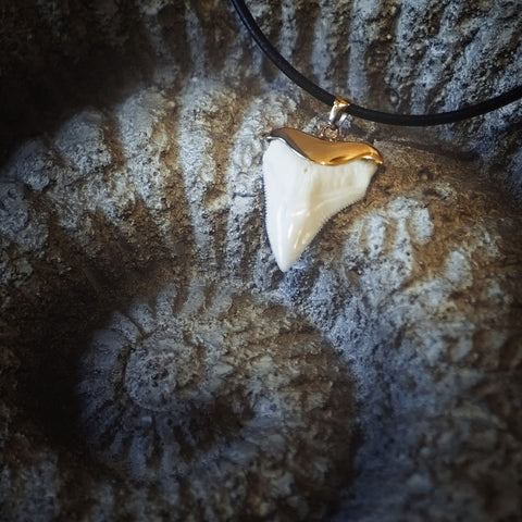 Great White shark tooth in gold Bull shark necklace gold