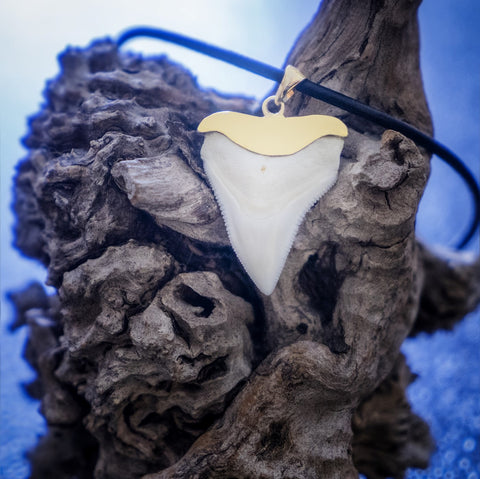 Shark tooth necklace gold