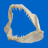Large Mako shark jaws with sharp teeth on blue background