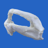 Buy real tawny nurse shark jaws ethically sourced