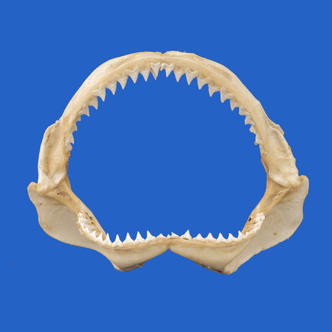 black whaler shark jaws