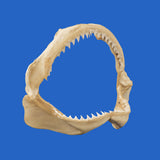 genuine shark jaws for sale