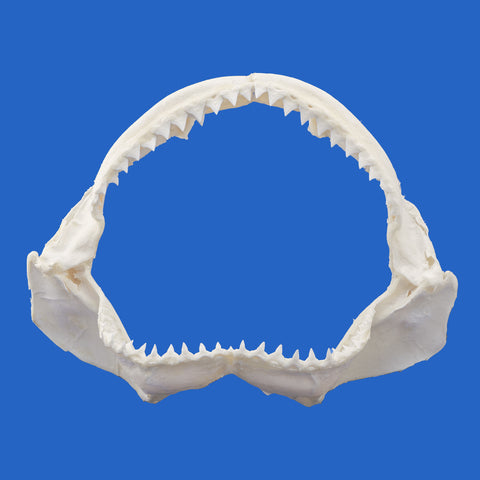 buy shark jaws australia