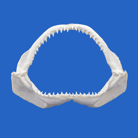 bronze whaler copper shark jaws for sale