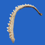 bowmouth guitarfish spine