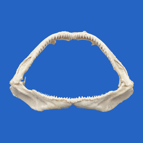 whitetip reef shark jaws