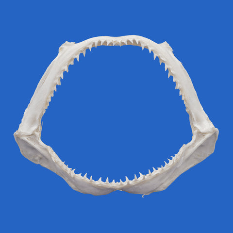 hammerhead shark jaw