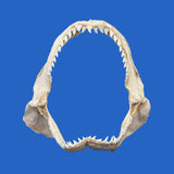 genuine great blue shark jaw for sale