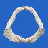 Snaggletooth shark jaws for sale