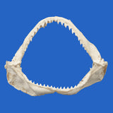 real spot tail shark jaws