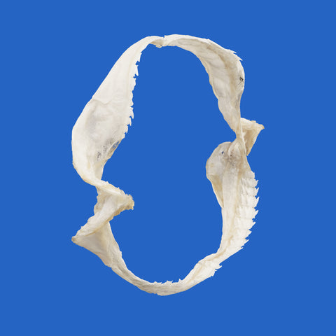 bramble shark jaws for sale