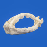 rare shark jaws for sale