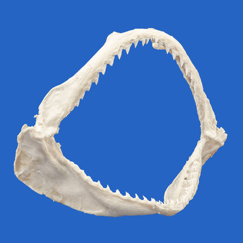 spot tail sorrah shark jaws