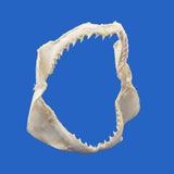 buy bigeye thresher shark jaw