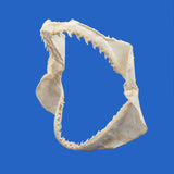 genuine bigeye thresher shark jaws