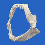 real snaggletooth shark jaws