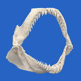 buy real snaggletooth shark jaws