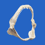 great blue shark jaws for sale