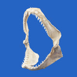 buy real blue shark jaws