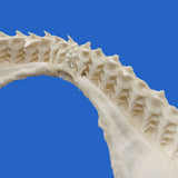 buy shark jaws australia