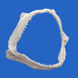 buy hammerhead shark jaw