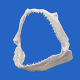 hammerhead shark jaw for sale