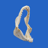 buy real shark jaws