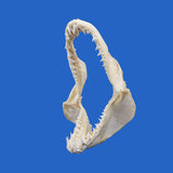 buy shark jaws online