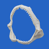 shark jaws christmas gift