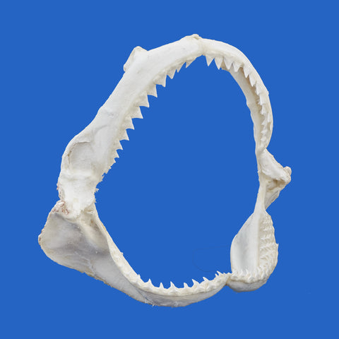 buy real shark jaws