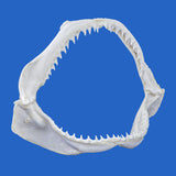 buy copper bronze whaler shark jaws online