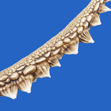 buy shark ray spine bowmouth guitarfish spine